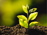 Rotulagem Ambiental